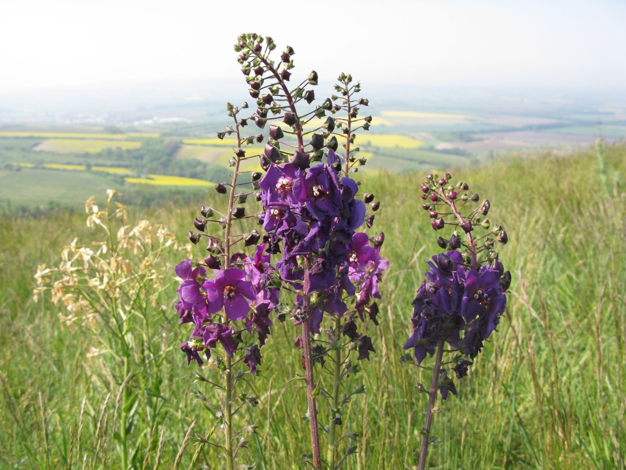 Коровяк фиолетовый (Verbascum phoeniceum)