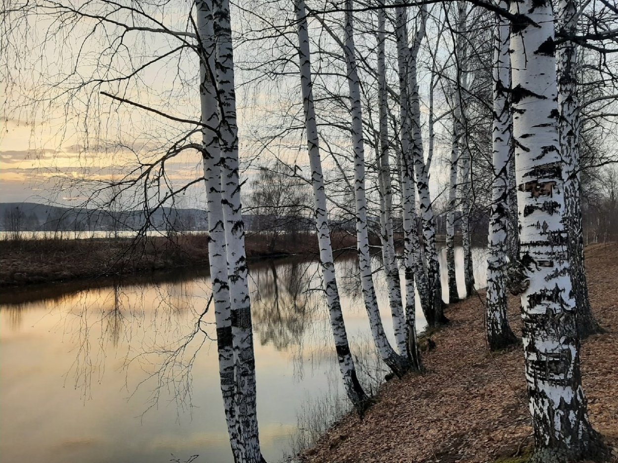 Береза с краю