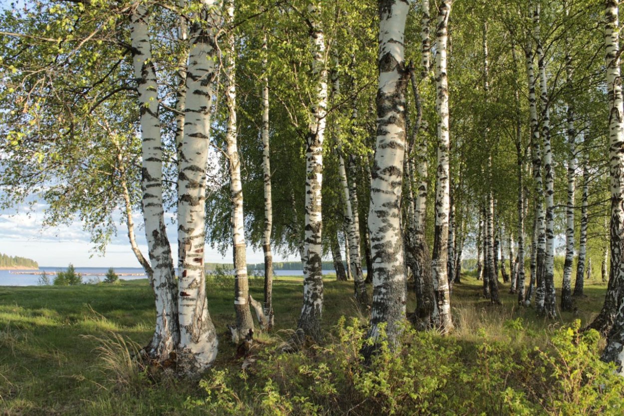 Березы России