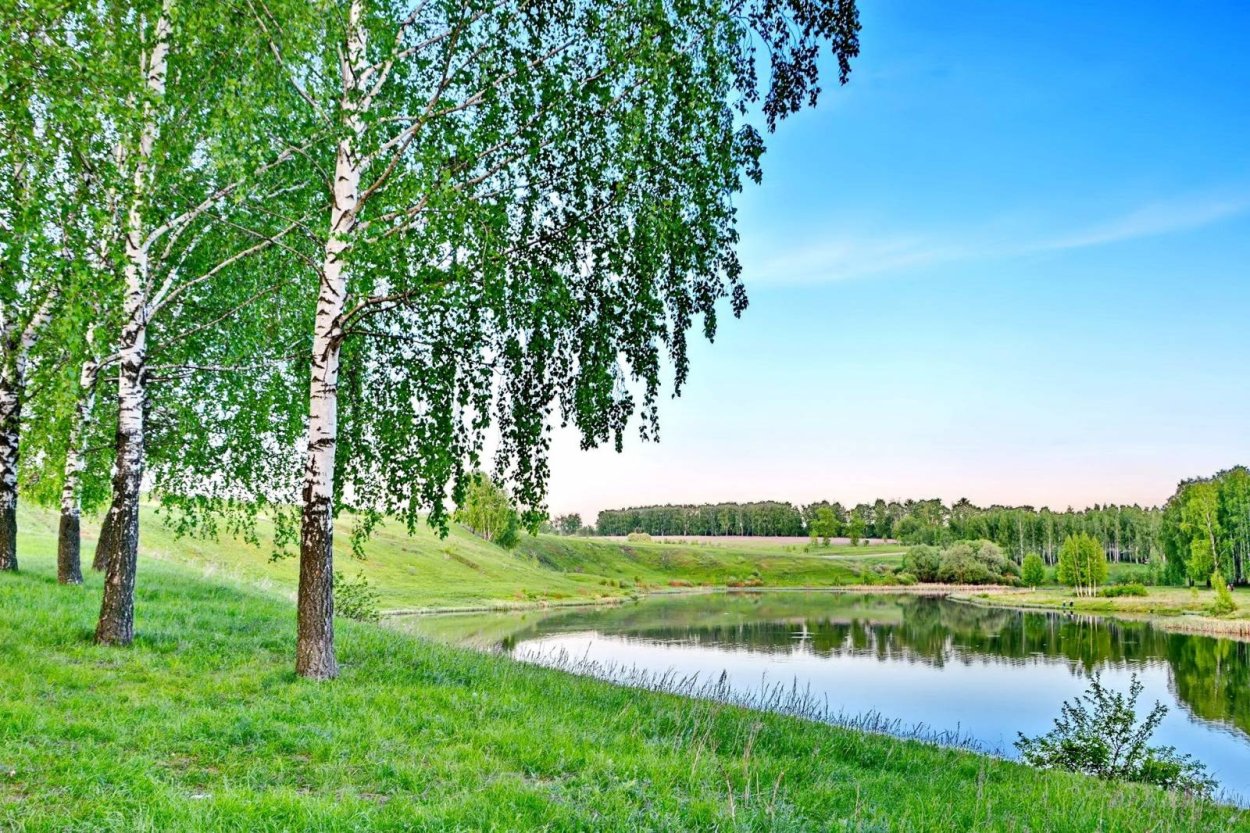 Якутская береза