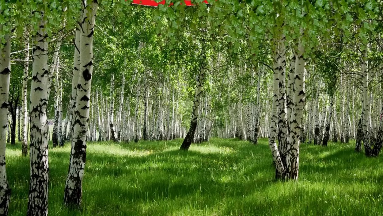 Берёзовая роща Курск