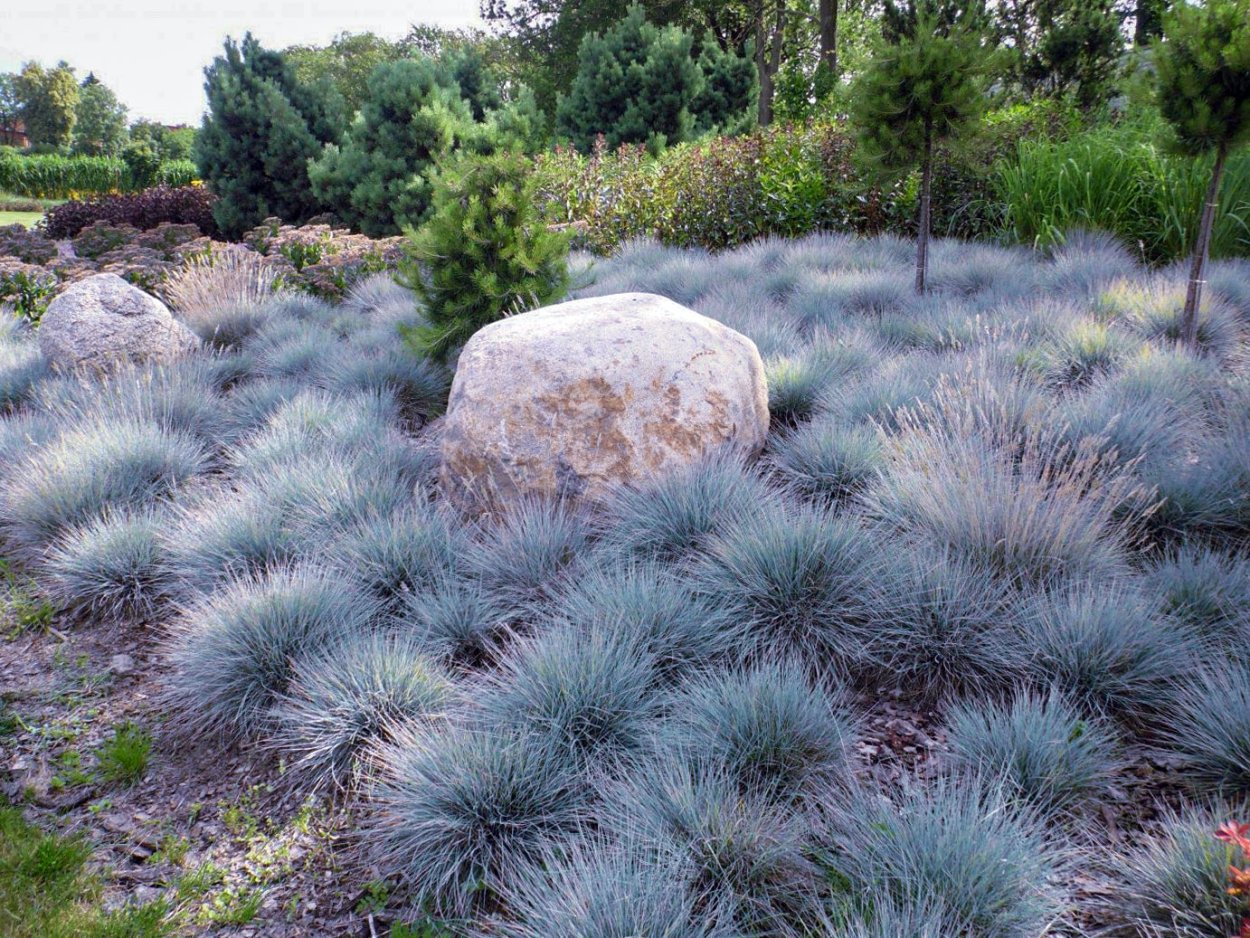 Овсяница сизая