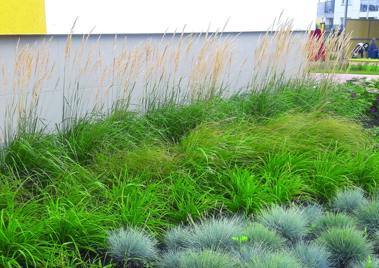 Овсяница сизая Фестина