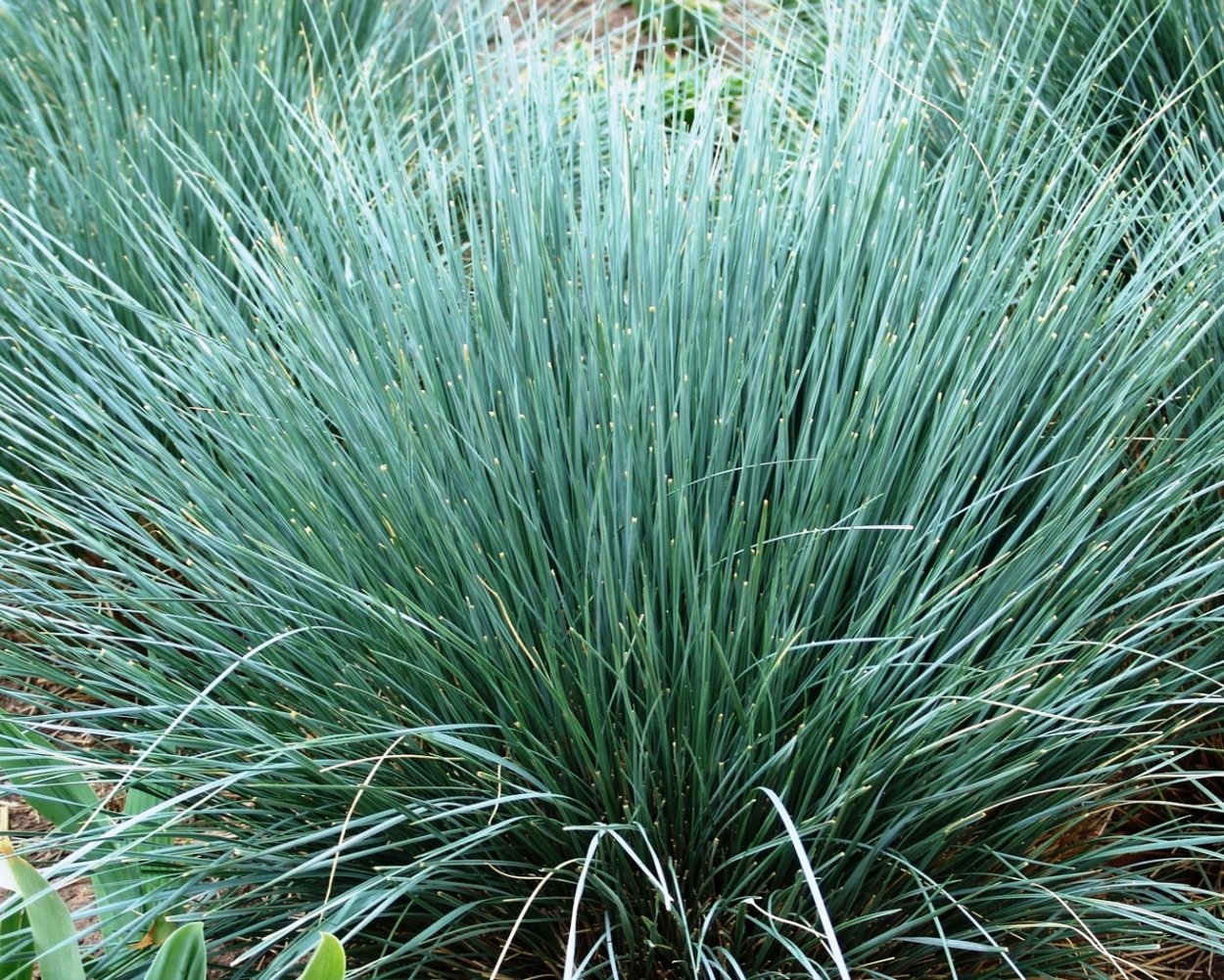 Овсяница птица фото