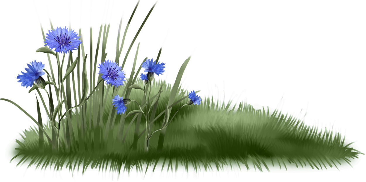 Овсяница и мятлик