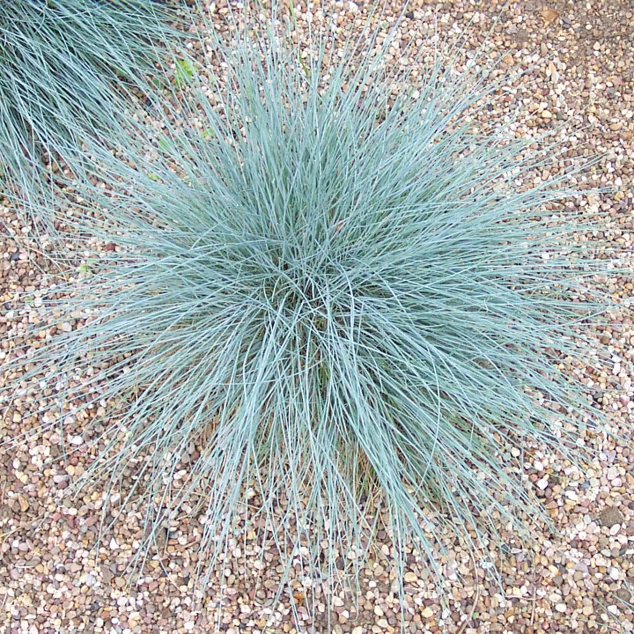 Овсяница сизая Azurit