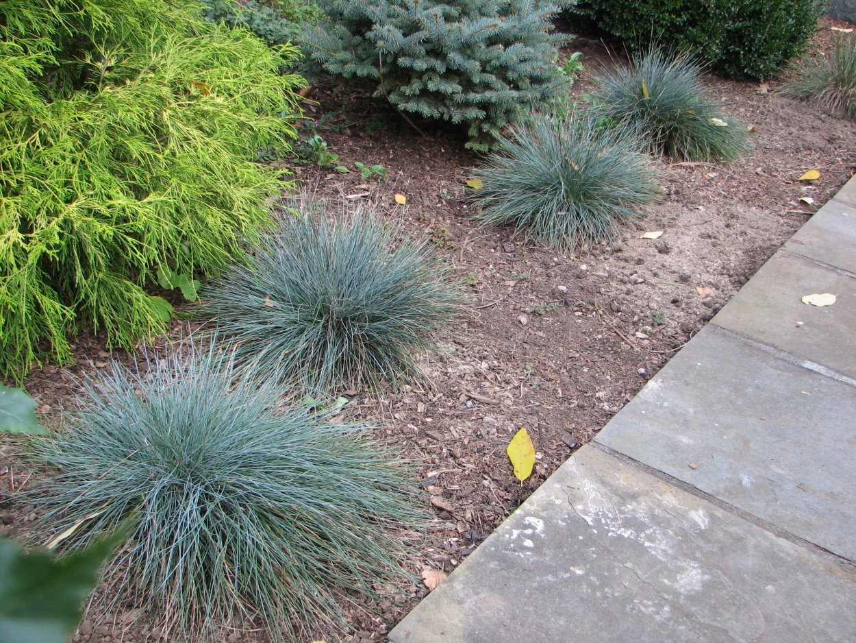 Овсяница тонколистная