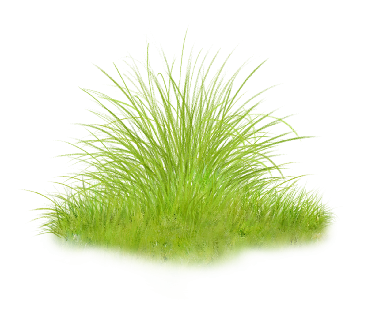 Овсяница сизая в ландшафтном