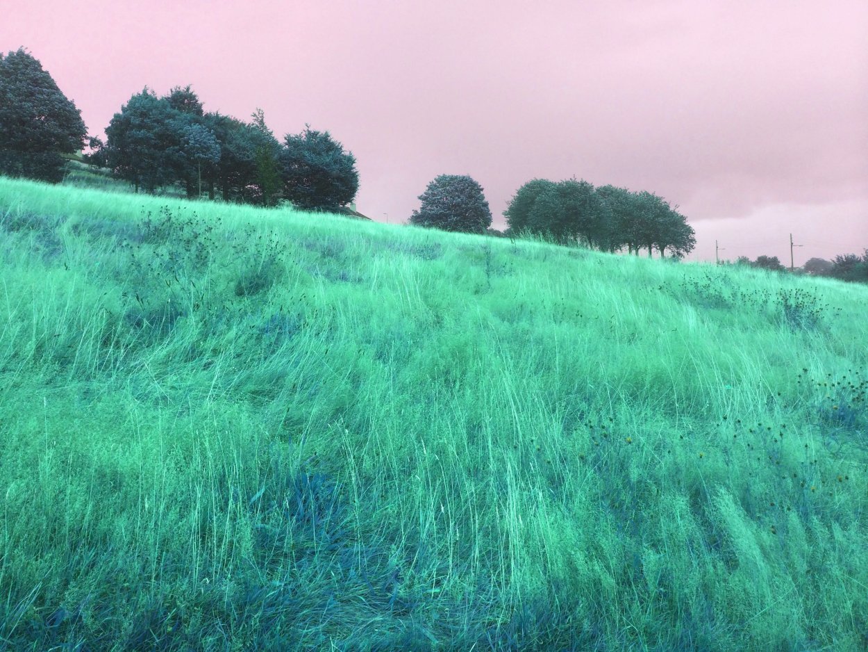 Овсяница красная (Festuca rubra)