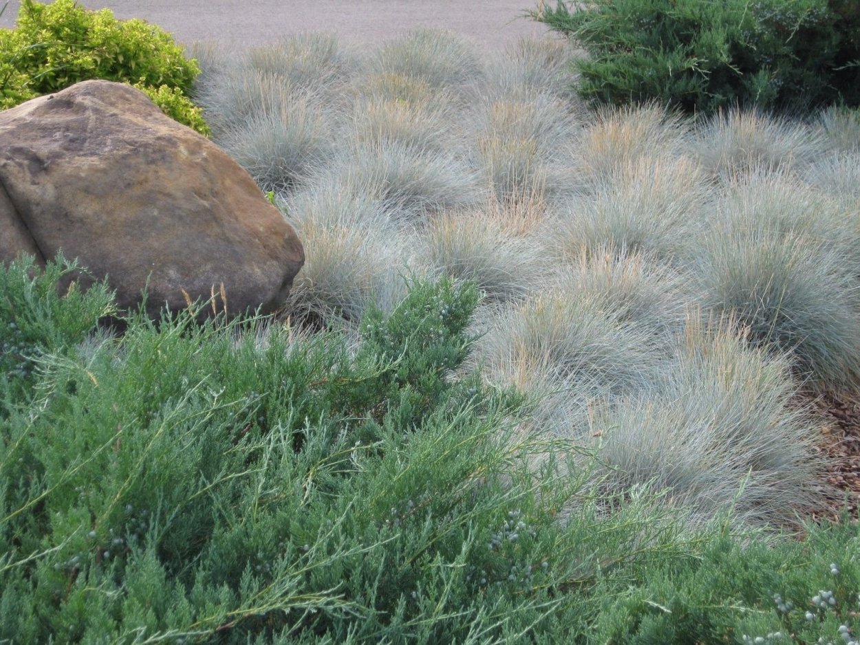 Овсяница фестука сизая