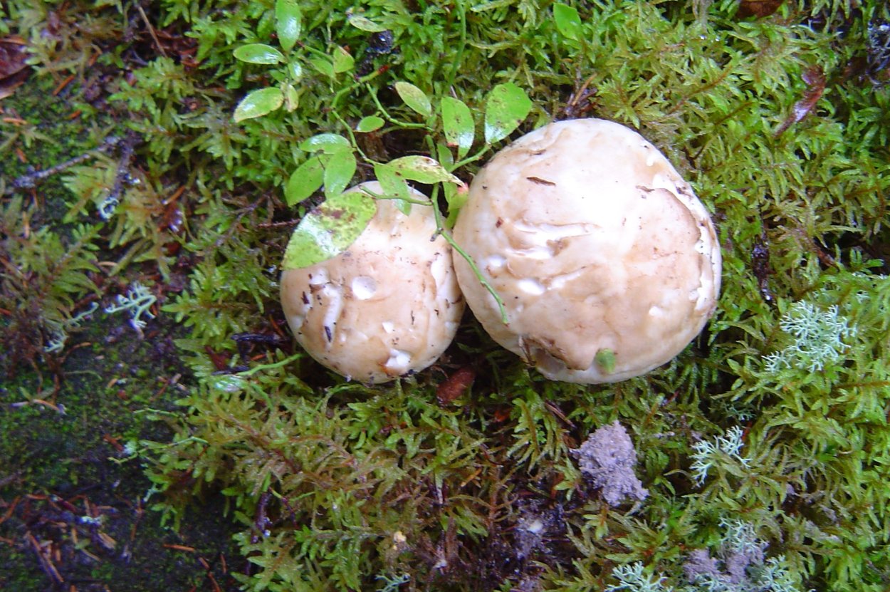 Круглый гриб