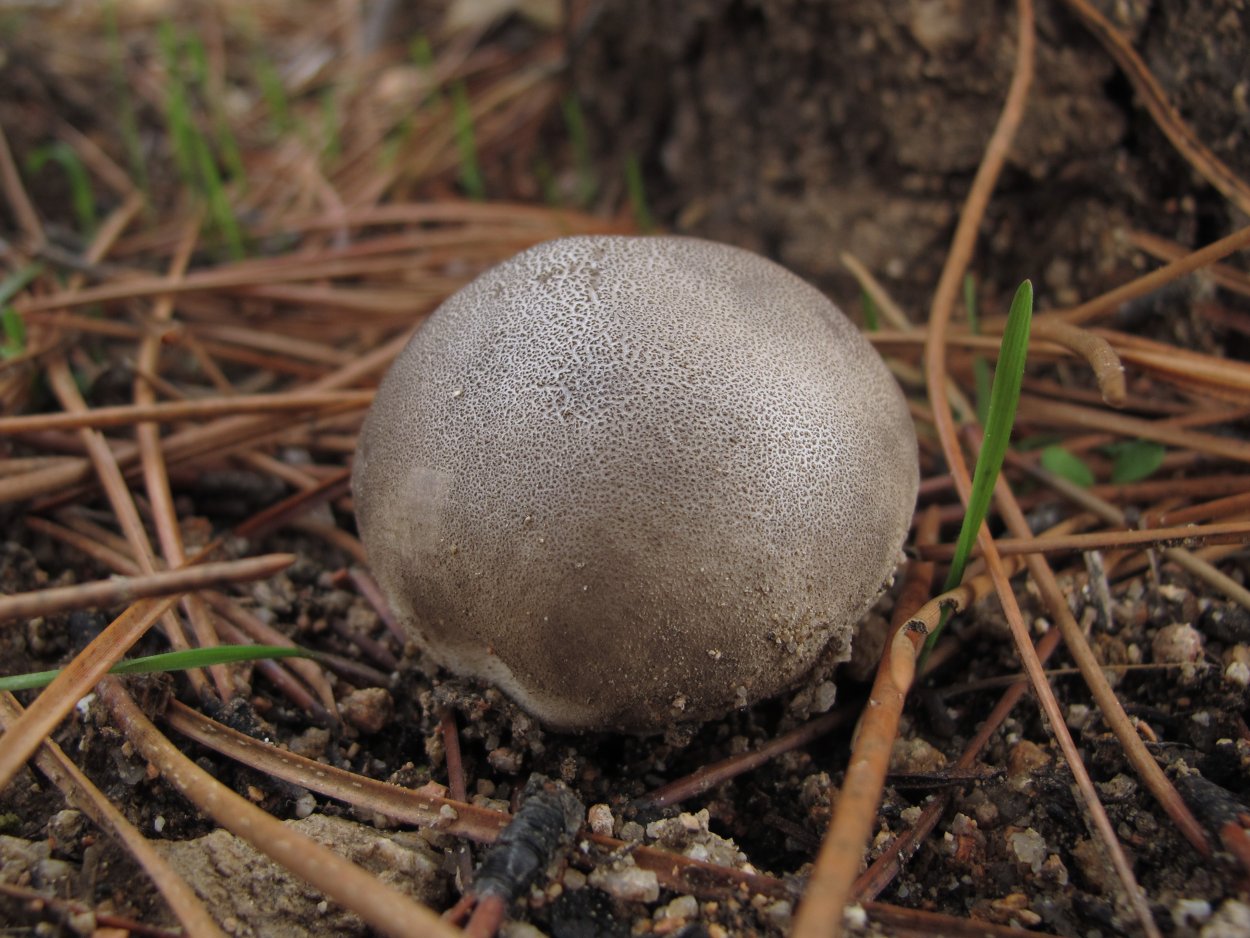 Гриб дождевик ГОЛОВАЧ