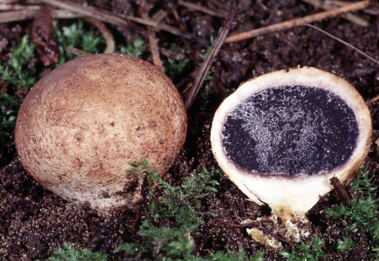 Calvatia utriformis (ГОЛОВАЧ мешковатый)