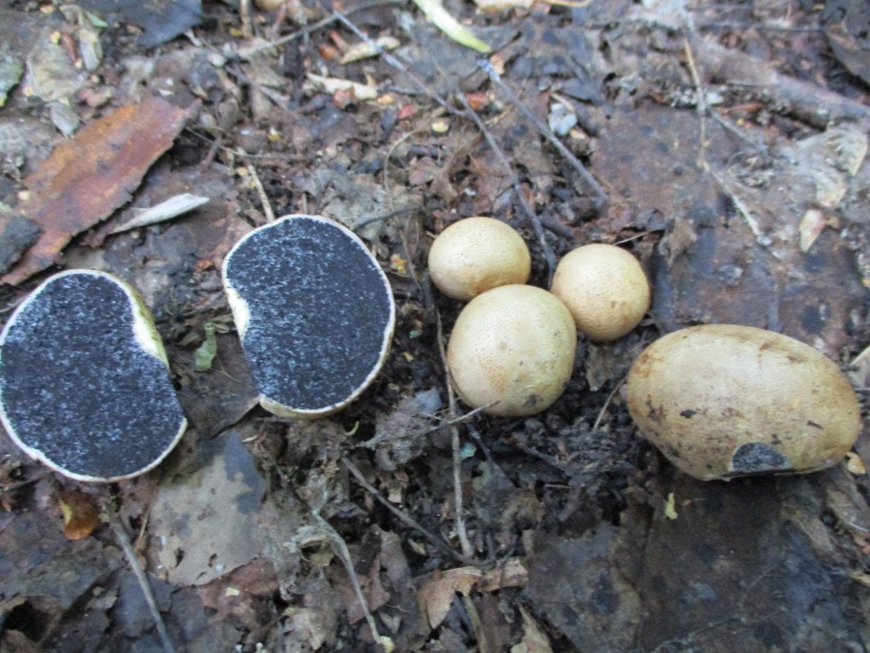 Гриб Calvatia gigantea