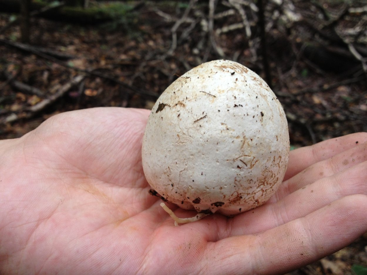 Гриб ГОЛОВАЧ ГОЛОВАЧ