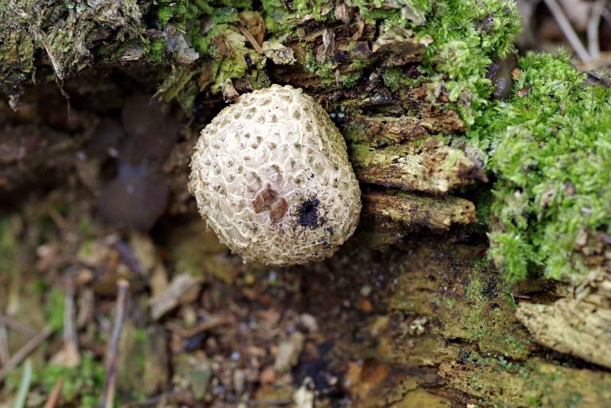 Гриб ГОЛОВАЧ мешковатый