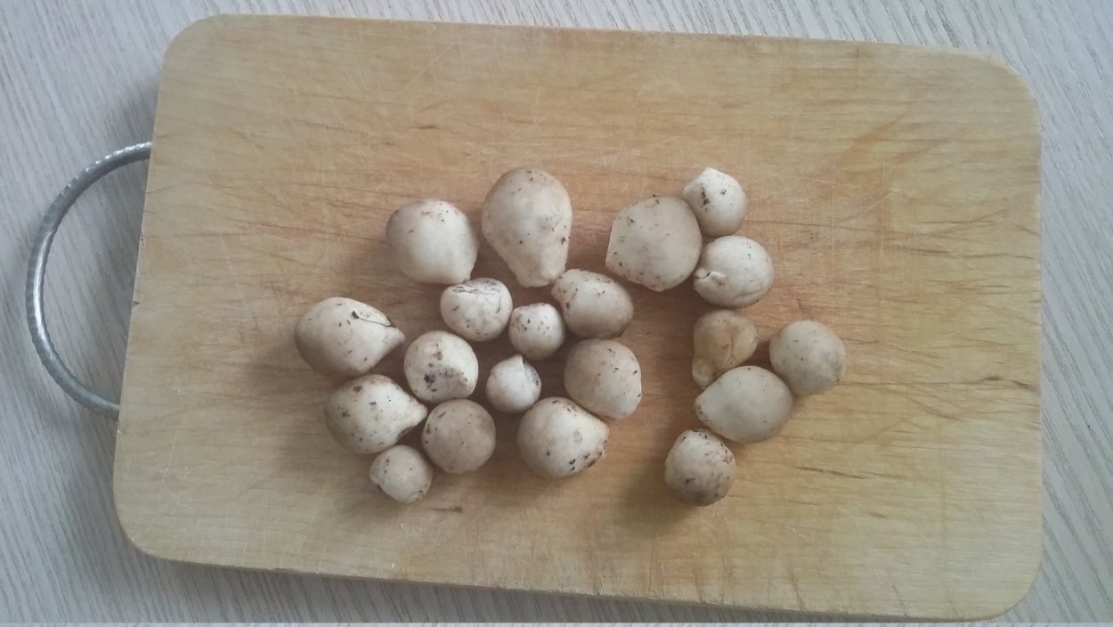 Круглый гриб с прозрачной прослойкой