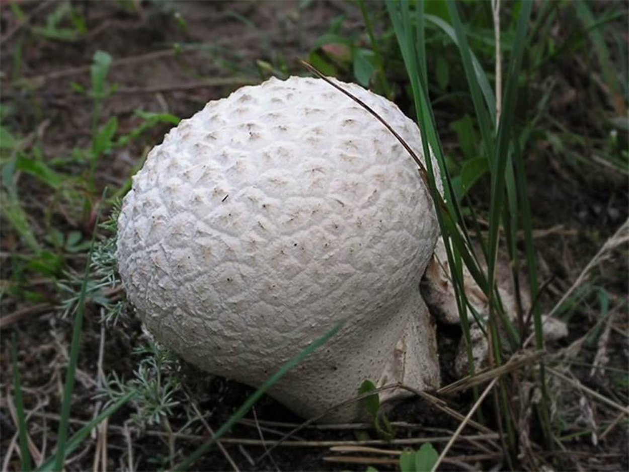 Ложнодождевик пятнистый