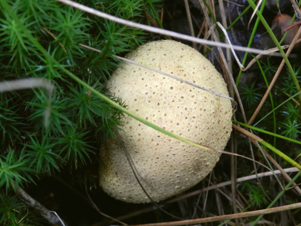 Белый круглый гриб