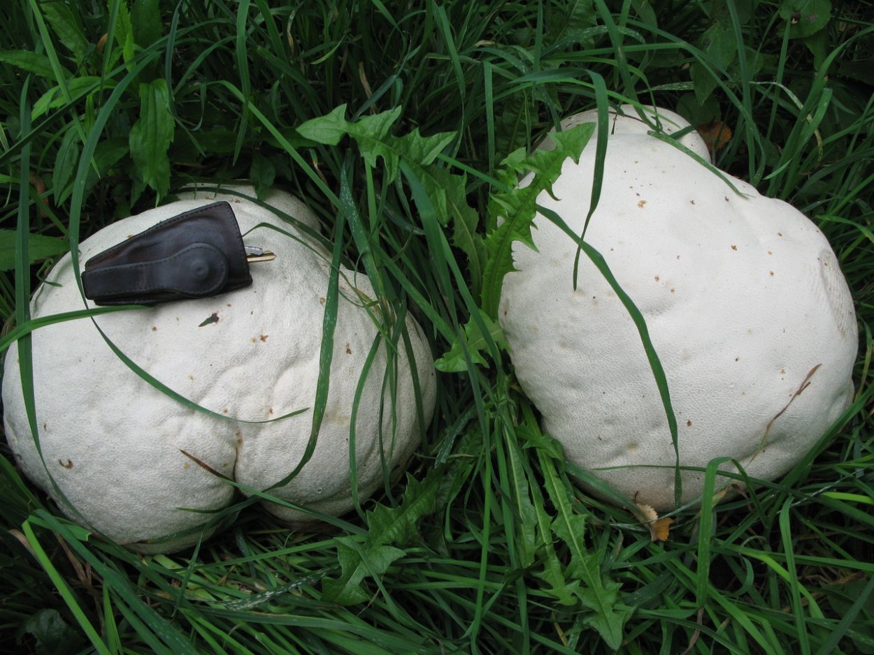 Гриб Calvatia gigantea