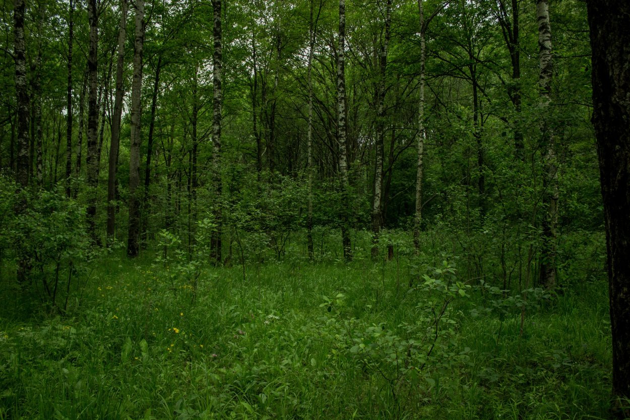 Лиственный лес Татарстана