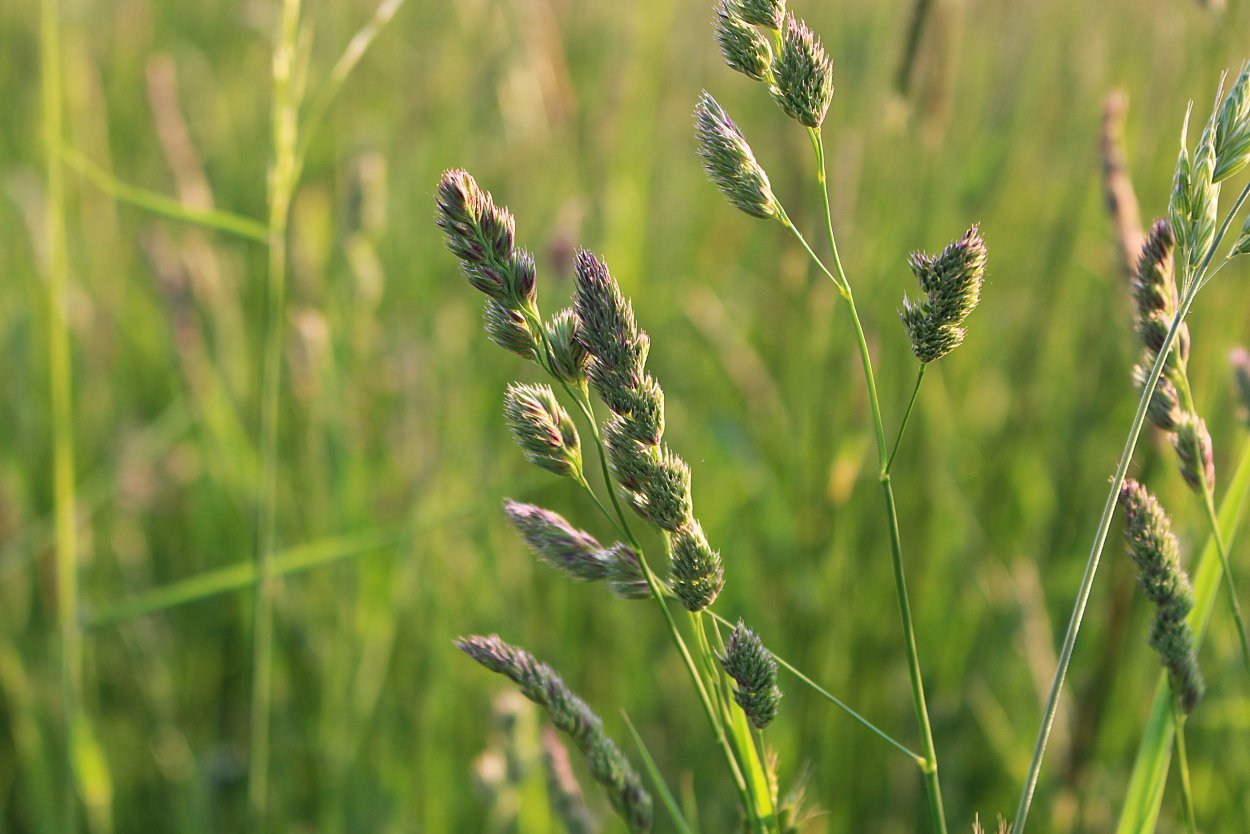 Солянка полевая трава