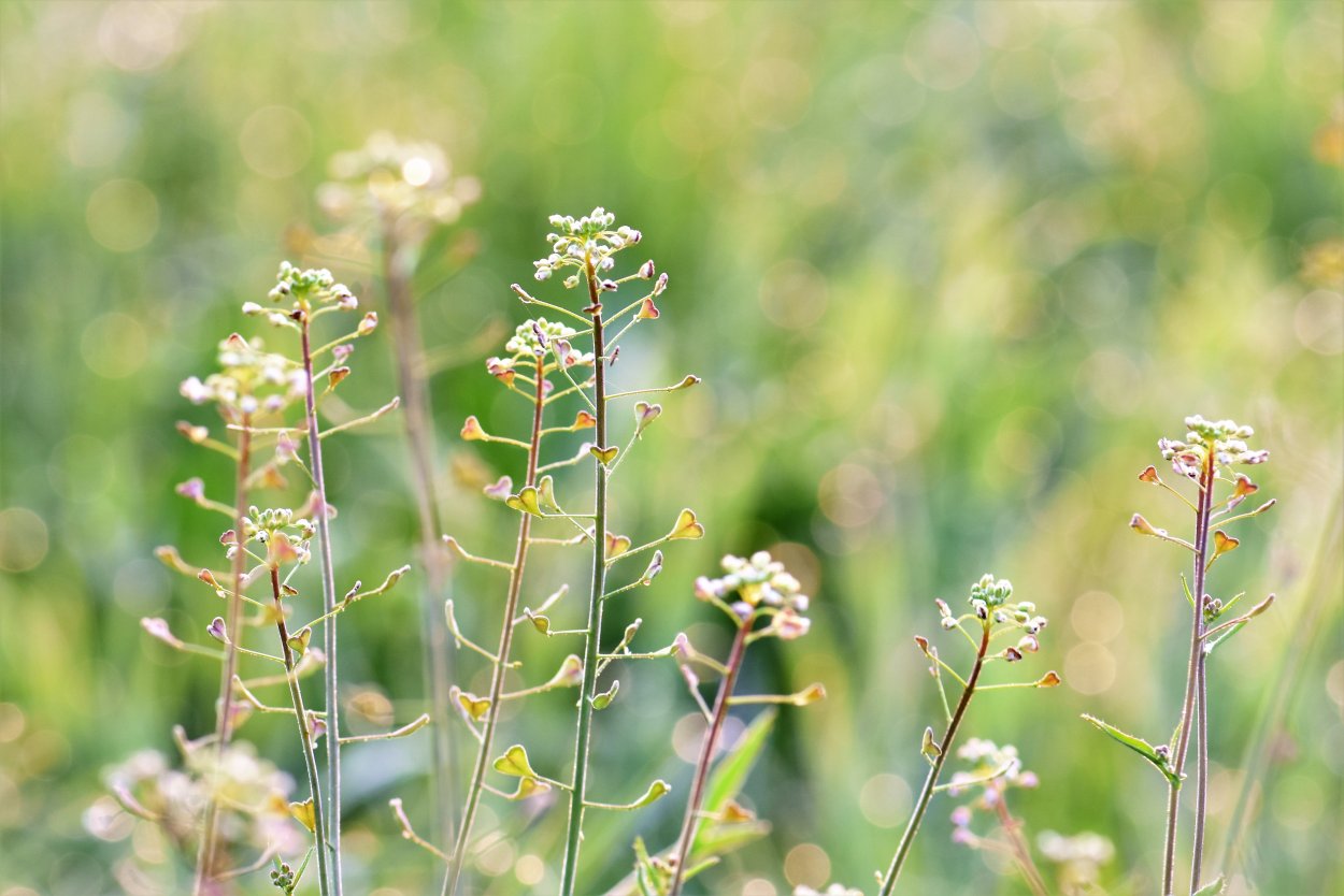 Saltwort растение