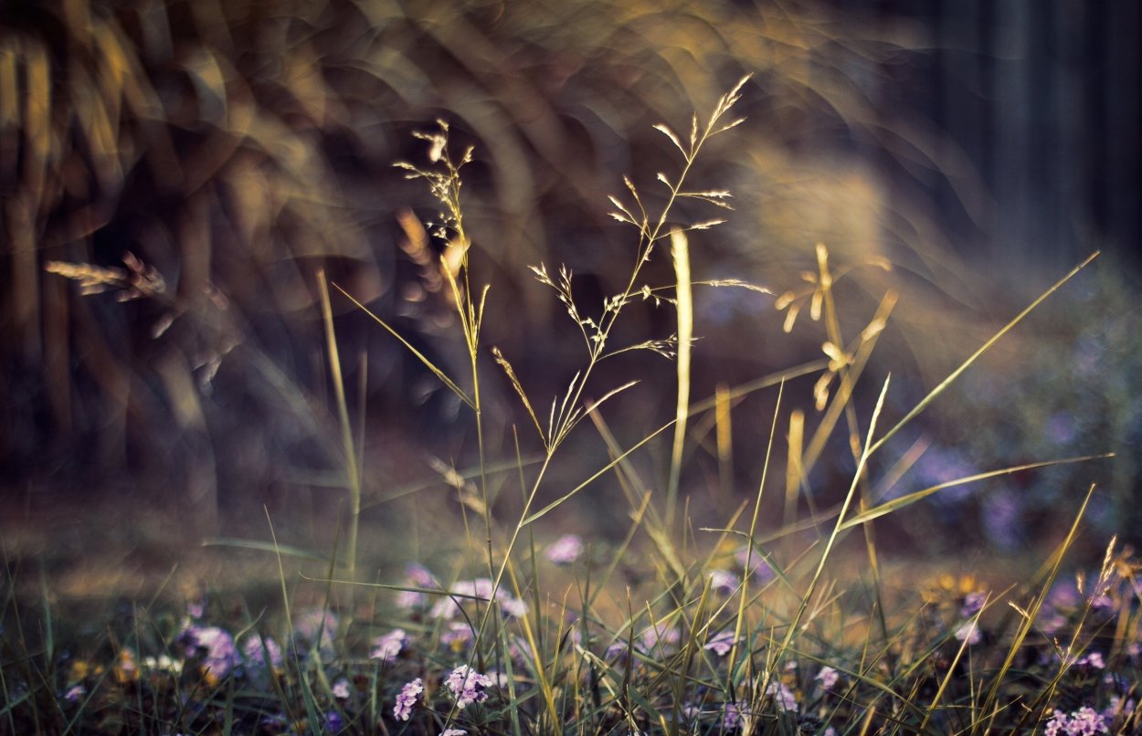 Нежная природа