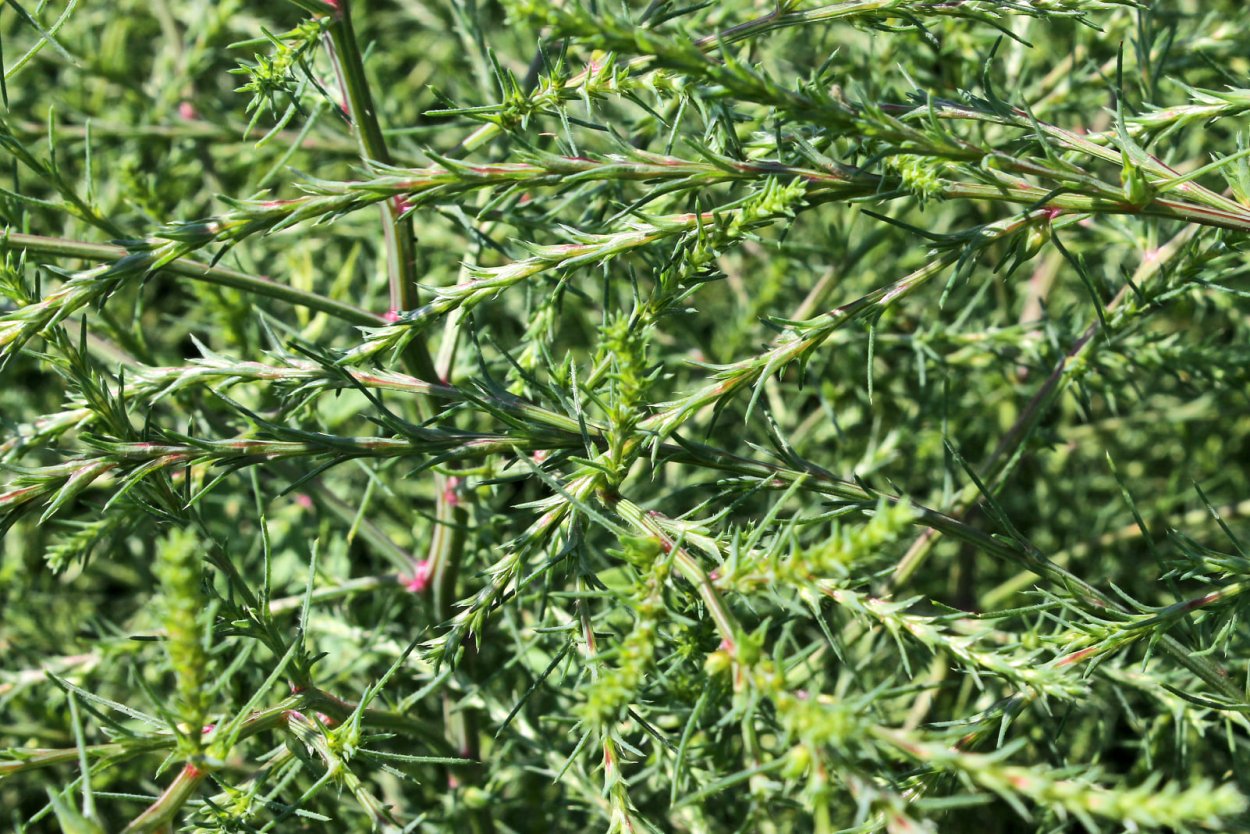 Солянка холмовая- Salsola Collina