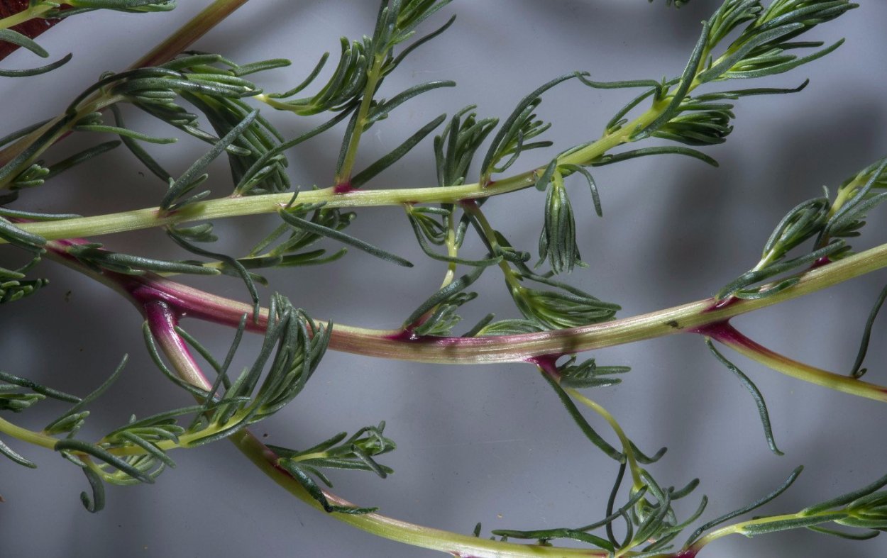 Солянка Salsola