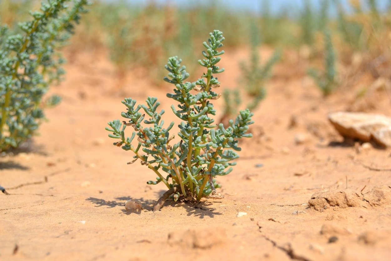 Salsola ruthenica