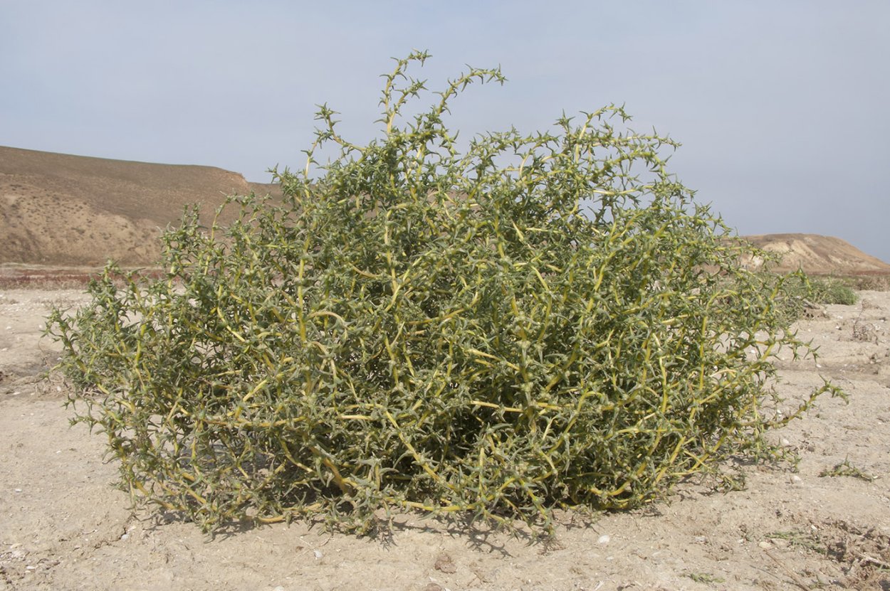 Salsola Soda растение