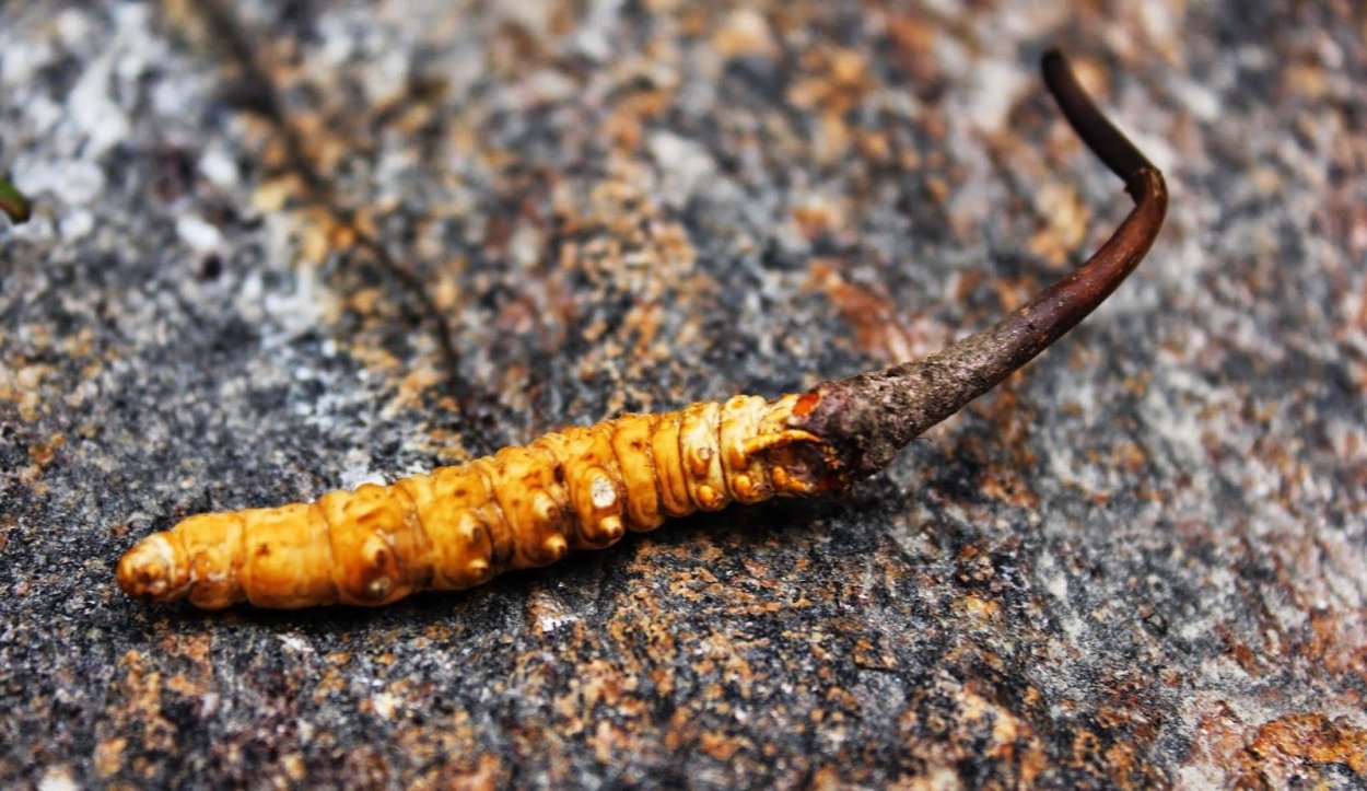 Cordyceps sinensis