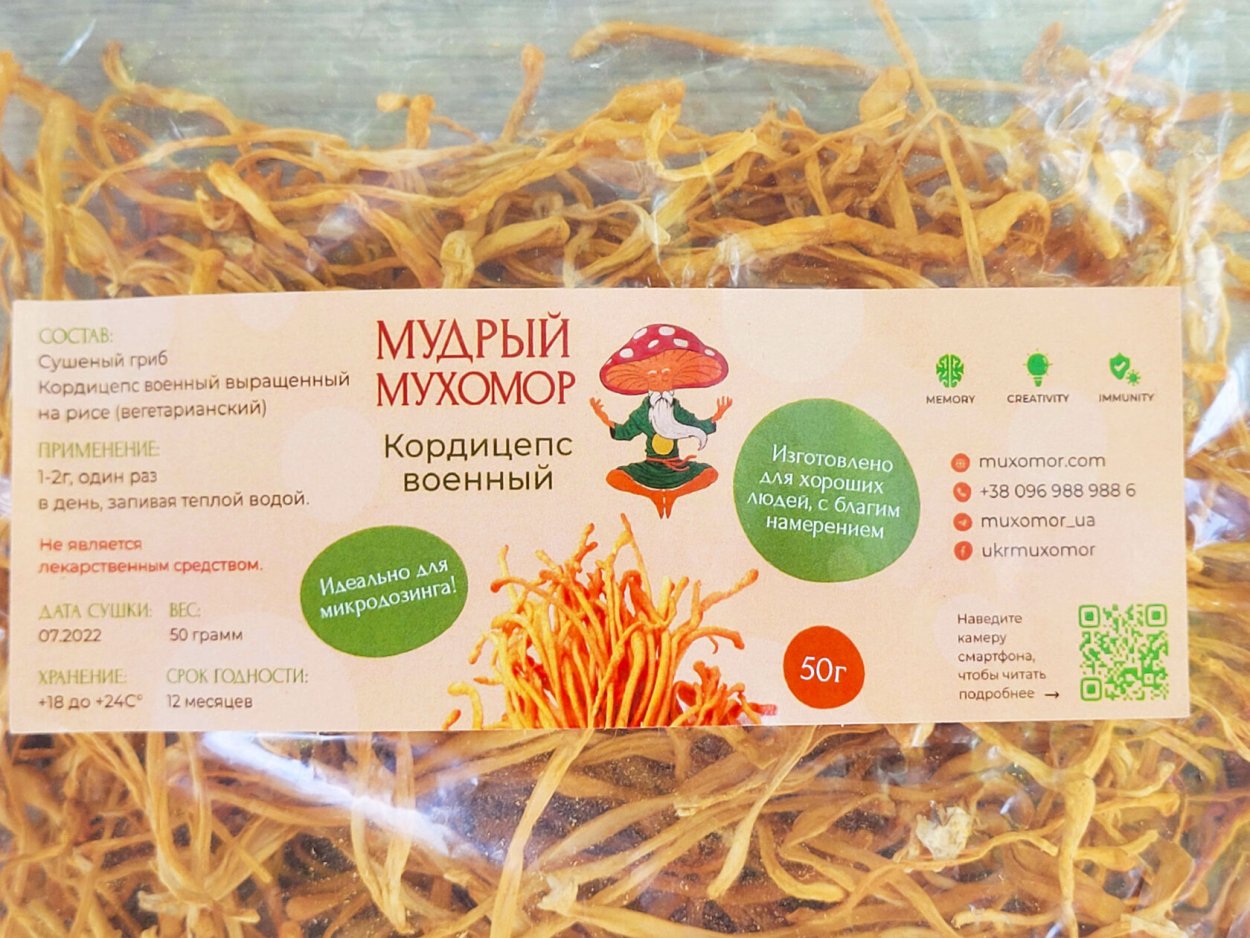 Кордицепс сушеный на белом фоне