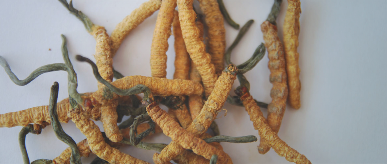 Cordyceps Band