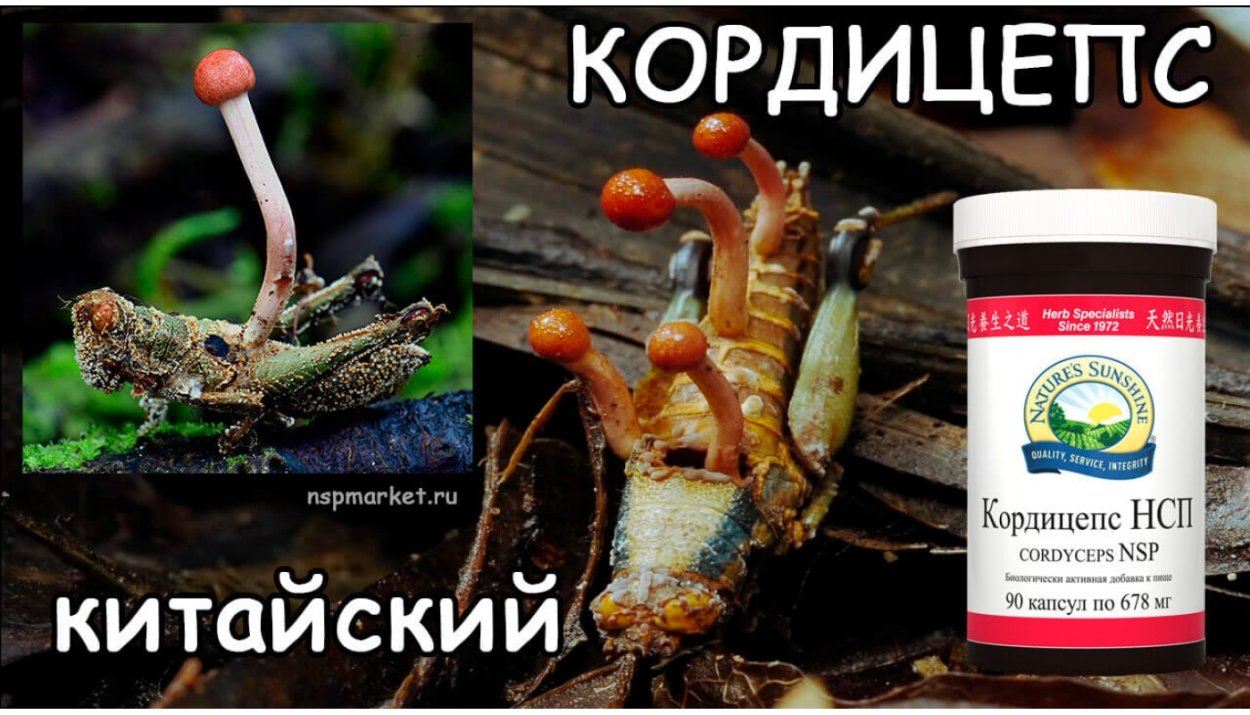 Грибы фунготерапия