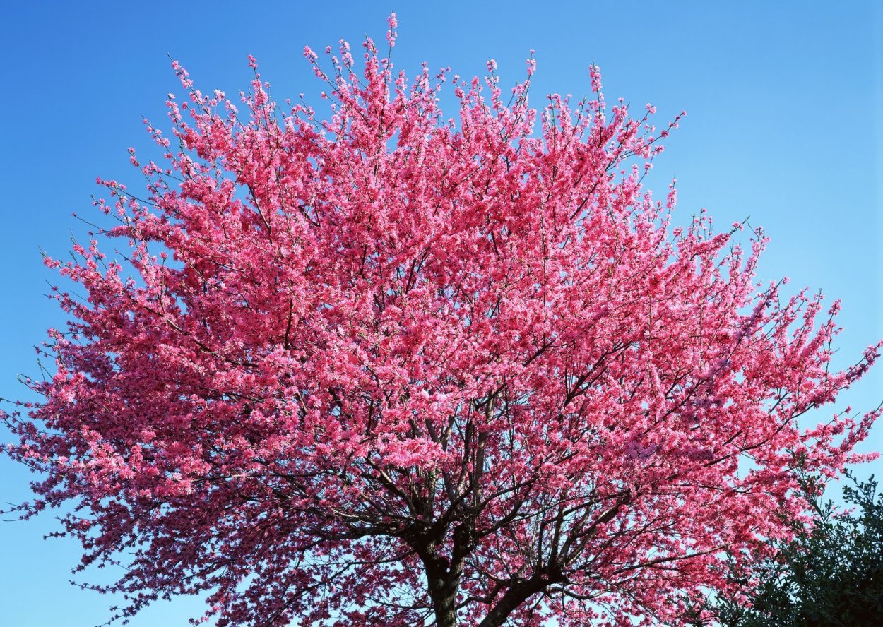 Вишня мелкопильчатая Канзан Prunus serrulata Kanzan