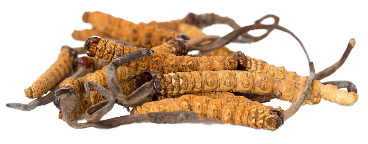 Cordyceps Glass Jars