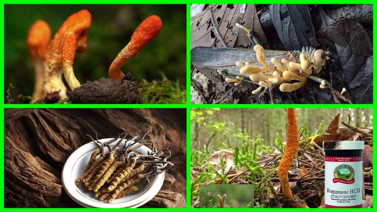 Кордицепс военный - Cordyceps militaris (l.) link
