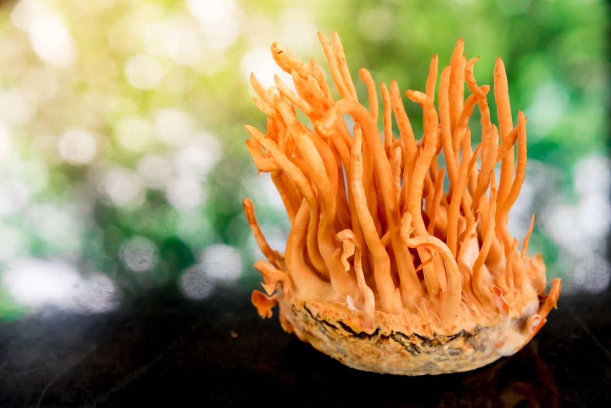 Кордицепс военный - Cordyceps militaris (l.) link