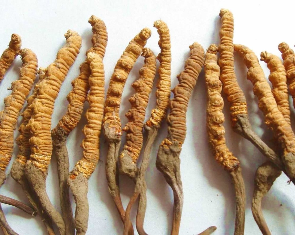 Dong chong Xia CA Cordyceps sinensis Mushroom Caterpillar
