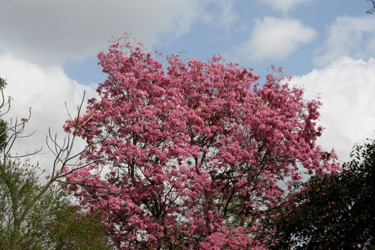 Chaenomeles japonica куст