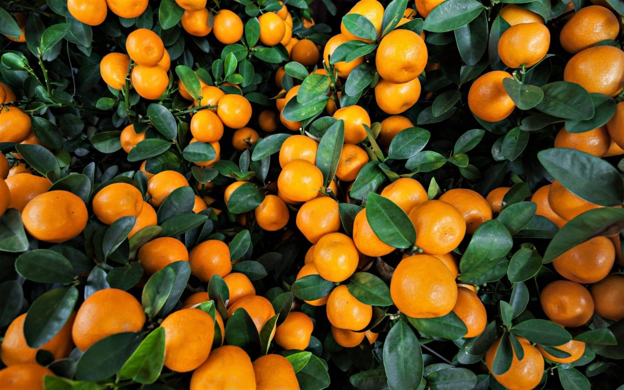 Мандариновое дерево Citrus reticulata Sochi
