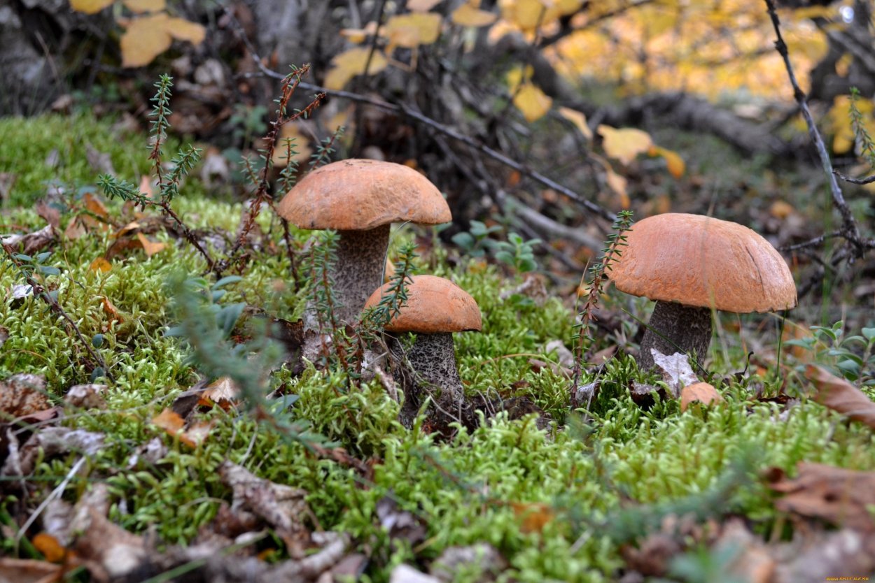 Грибы Карелии подосиновик