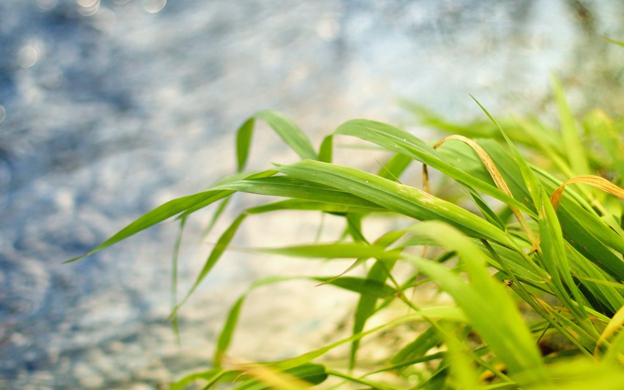 Растения на ветру