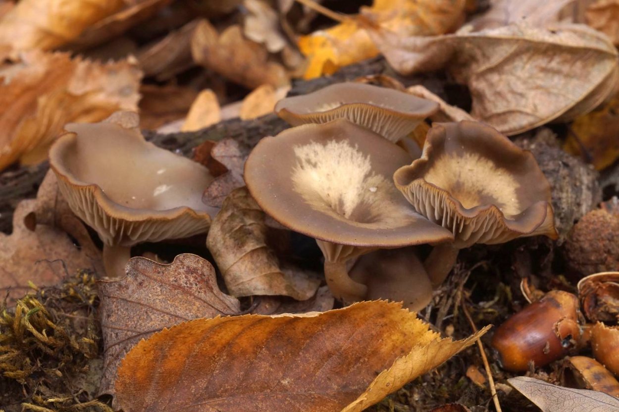 Гриб гигрофор Дубравный