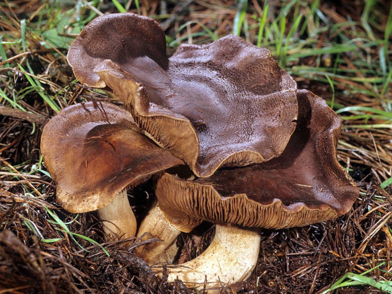 Рядовка Чешуйчатая Tricholoma imbricatum
