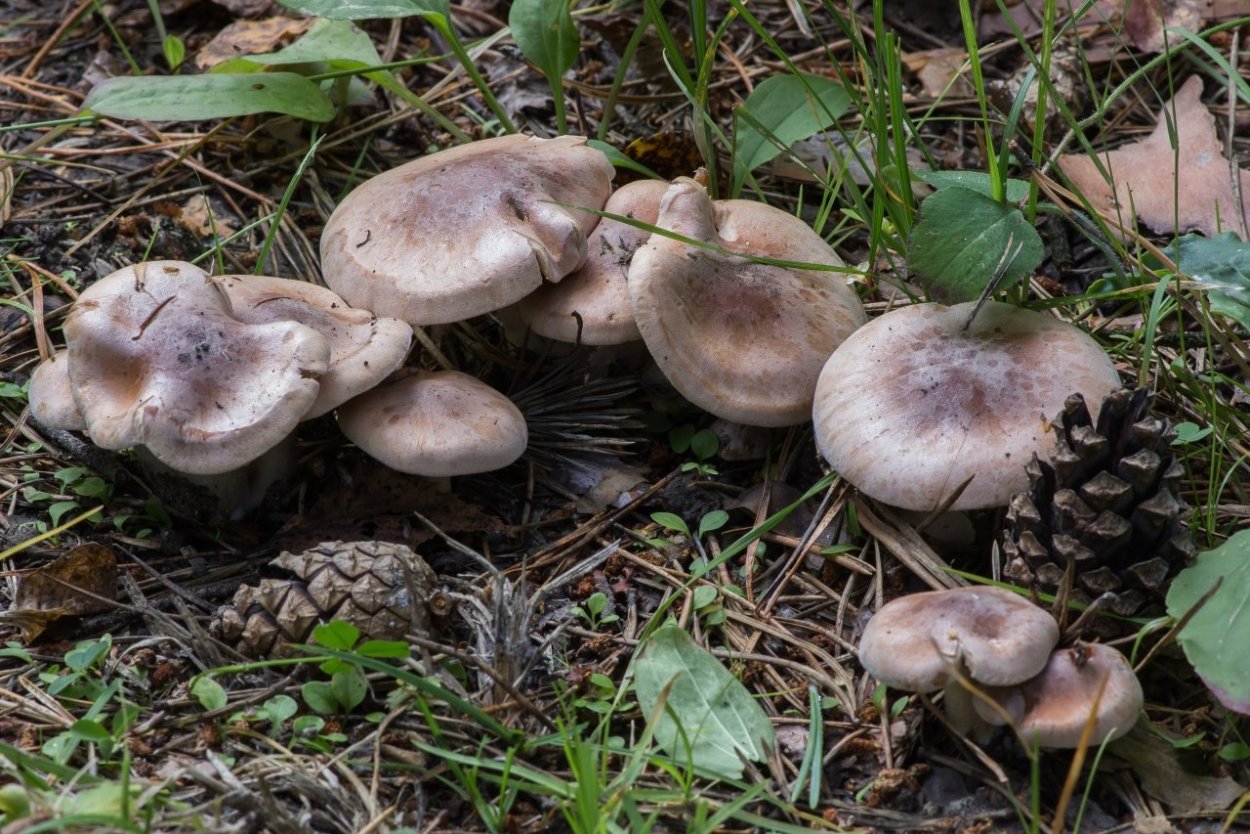 Гебелома опоясанная