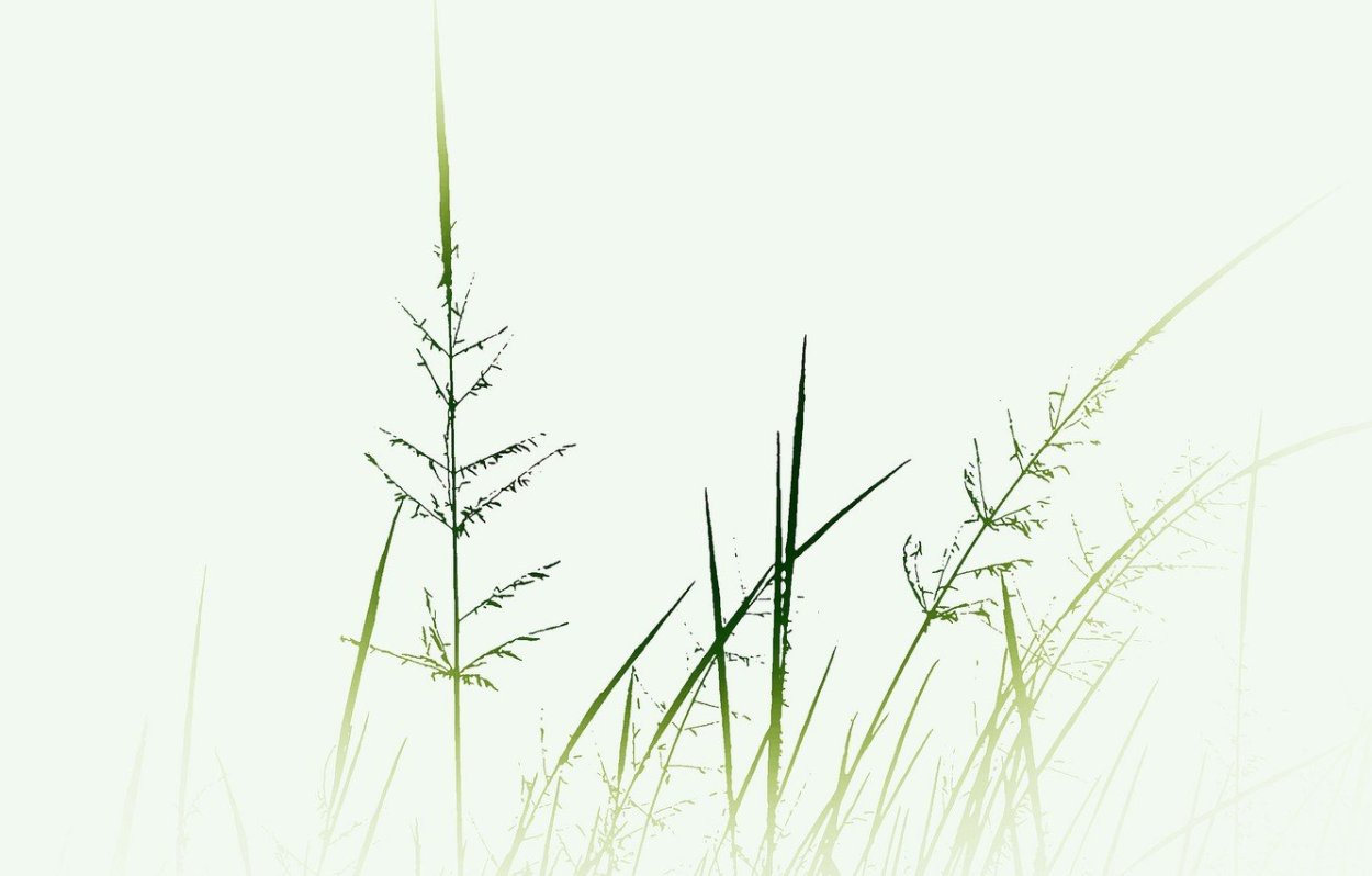 Трава Минимализм