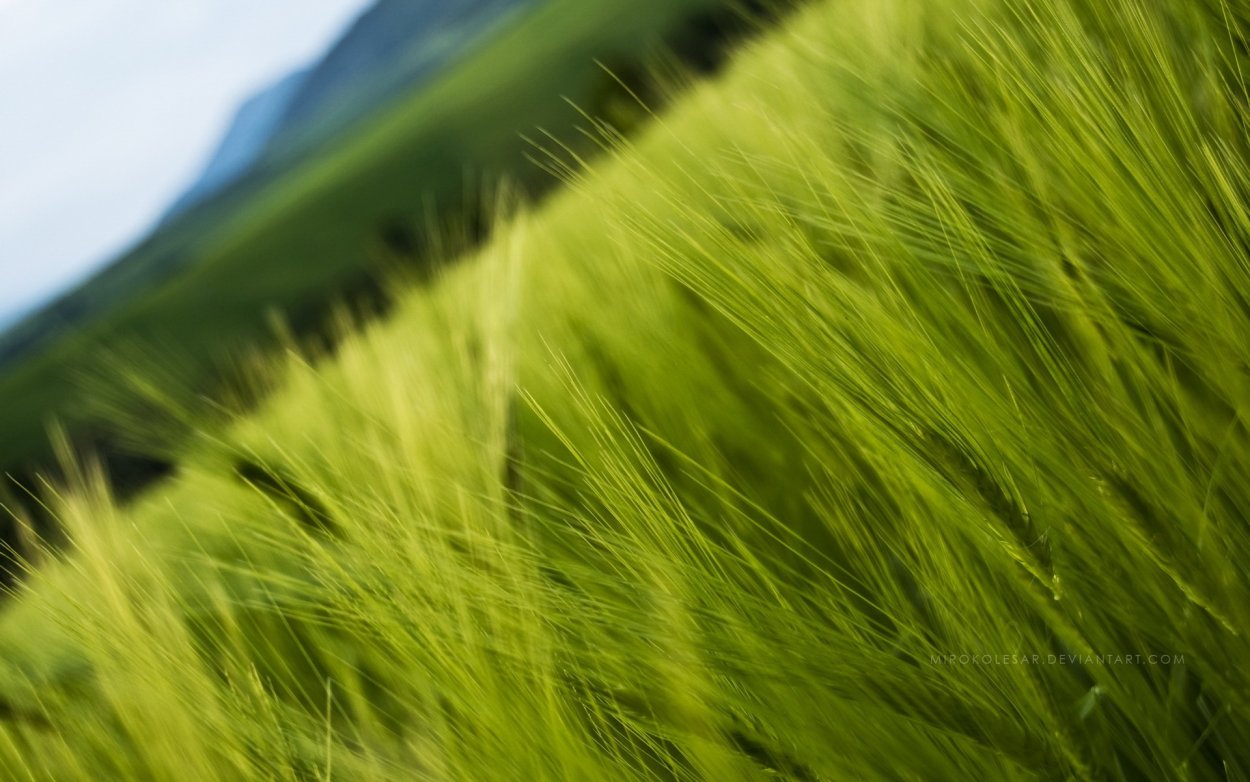 Земля с травой hq